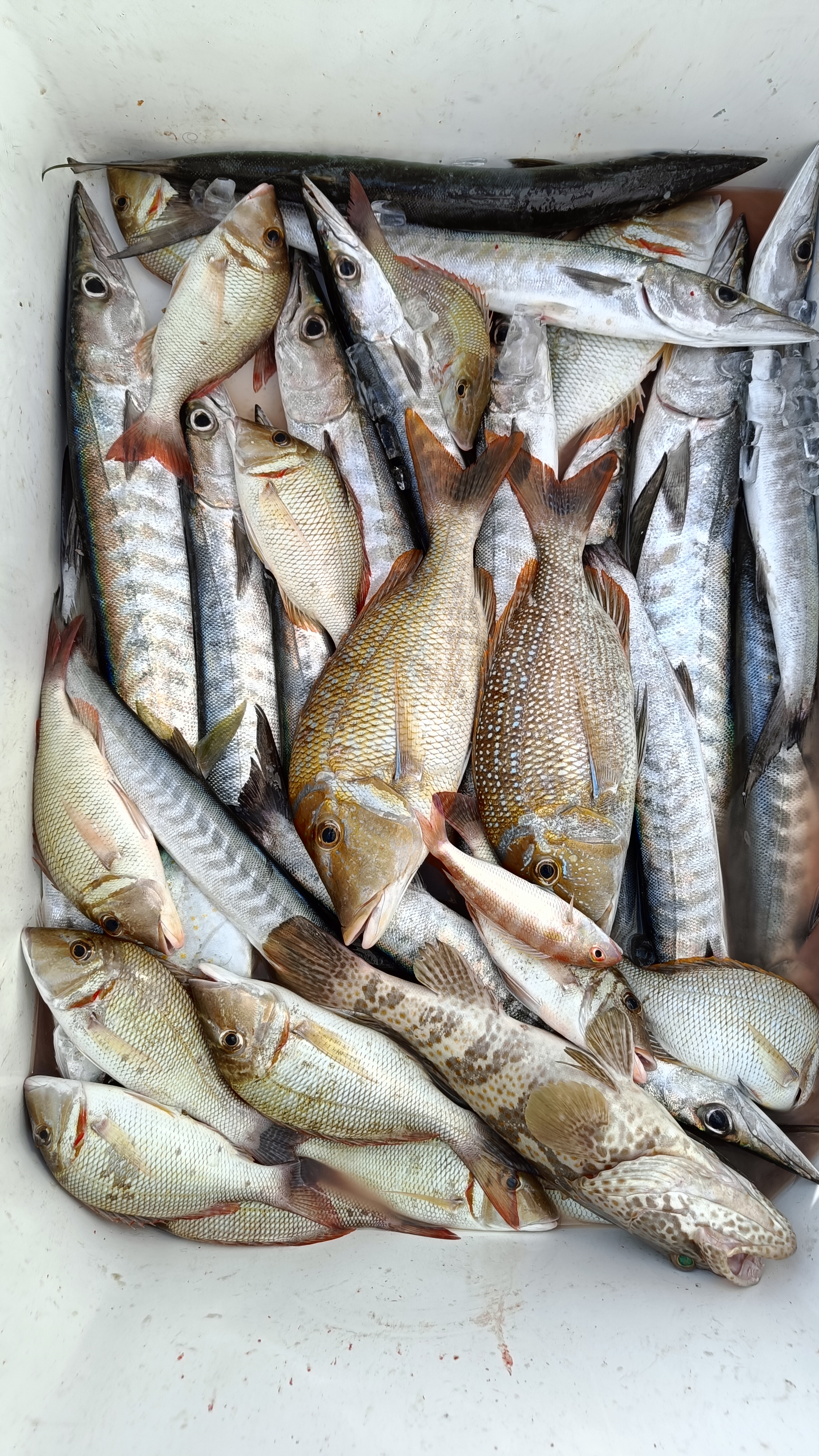 Deep Sea fishing (4 hrs) for 10 pax.