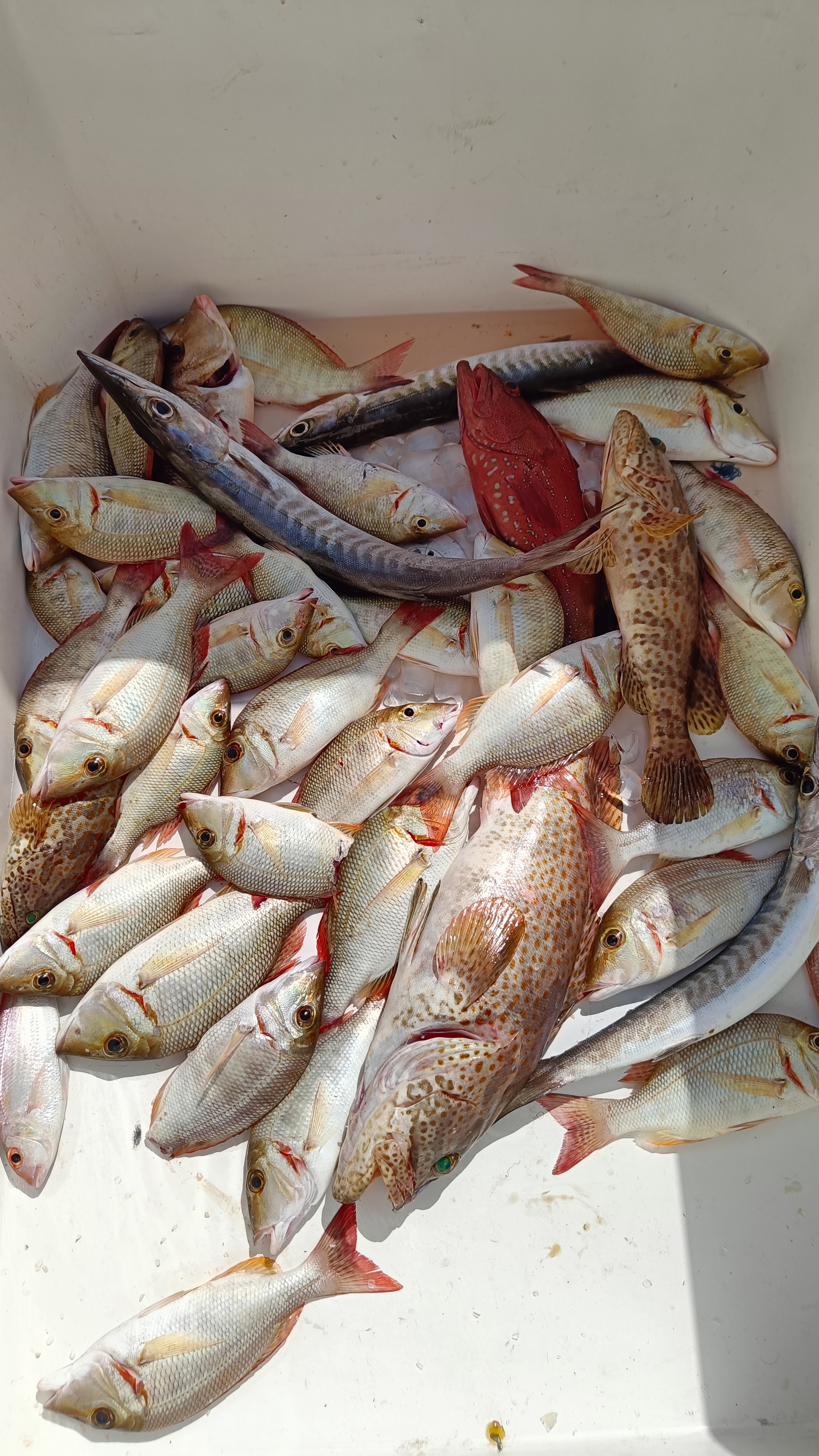 Deep Sea fishing (4 hrs) for 10 pax.