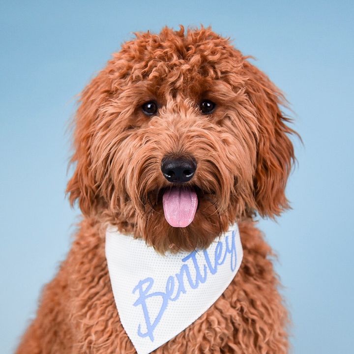 MiniDoodle Bentley